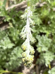 Artemisia borealis