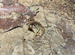 Minervarya kirtisinghei