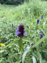 Prunella vulgaris