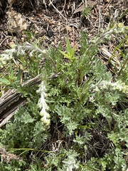 Artemisia borealis