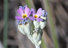 Primula incana