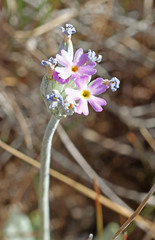 Primula incana