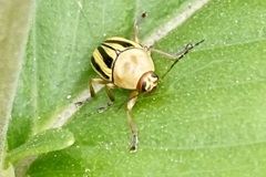 Cryptocephalus venustus