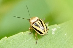Cryptocephalus venustus