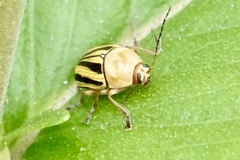 Cryptocephalus venustus