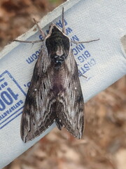 Sphinx poecila