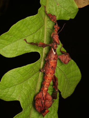 Extatosoma popa (Extatosoma popa)