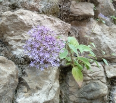 Trachelium caeruleum