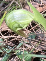 Pterostylis nutans