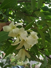 Holarrhena pubescens