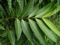 Holarrhena pubescens