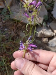 Penstemon heterodoxus heterodoxus