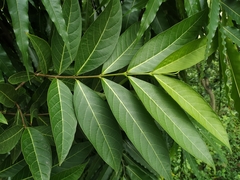 Holarrhena pubescens