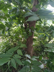 Holarrhena pubescens