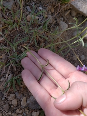 Penstemon heterodoxus heterodoxus