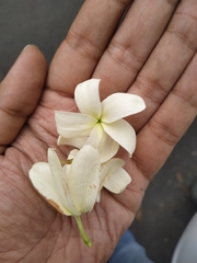 Holarrhena pubescens