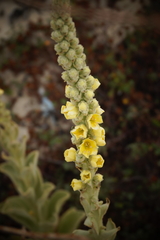 Verbascum litigiosum