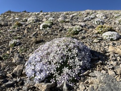 Phlox condensata