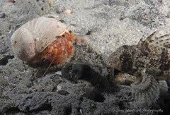 Centropogon australis