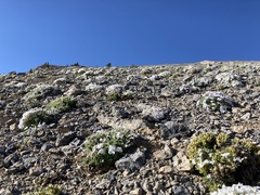 Phlox condensata