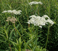 Heracleum sphondylium
