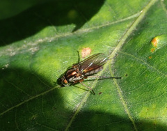 Diptera