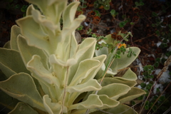 Verbascum litigiosum