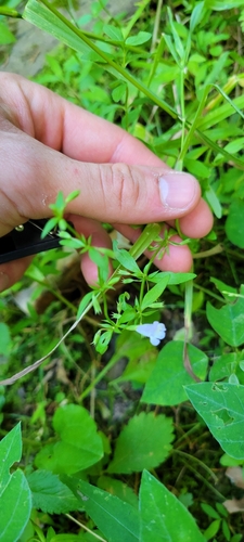 Image of Clinopodium glabellum by no rights reserved