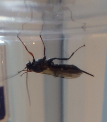 Pimpla turionellae