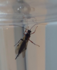 Pimpla turionellae