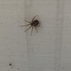 Steatoda triangulosa