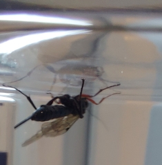 Pimpla turionellae