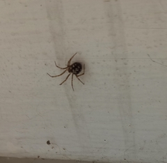 Steatoda triangulosa