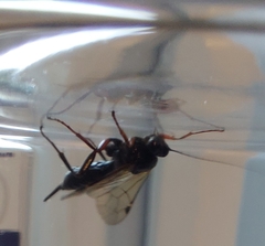 Pimpla turionellae