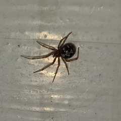 Steatoda triangulosa
