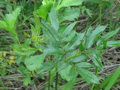 Thalictrum simplex simplex