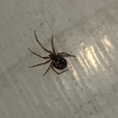 Steatoda triangulosa
