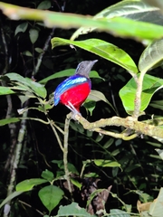 Erythropitta ussheri