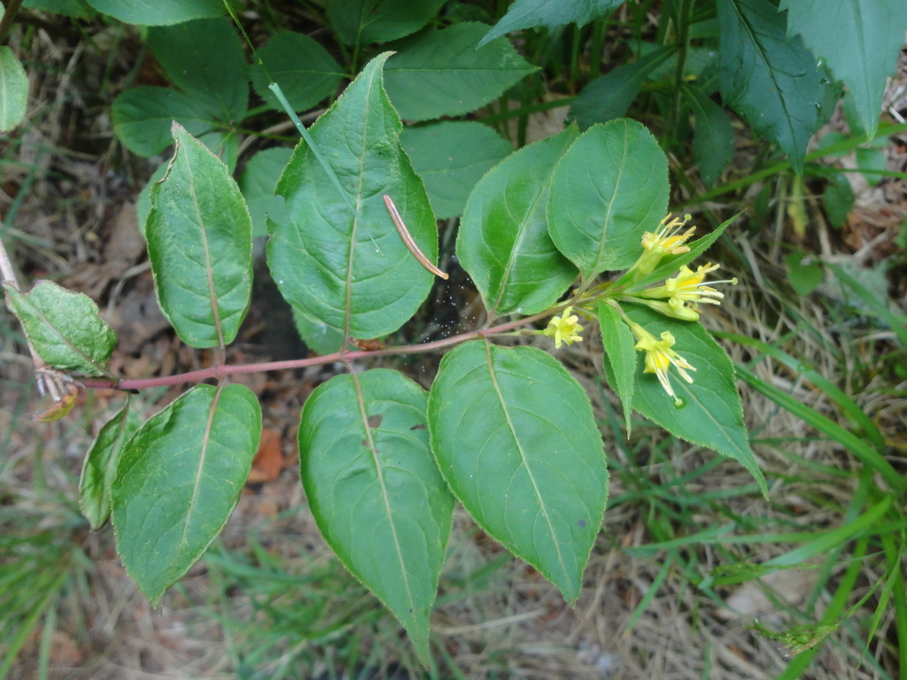 Diervilla lonicera — an easy houseplant, prefers partial sun light
