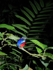 Erythropitta ussheri