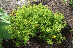 Lantana depressa