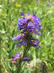 Penstemon rydbergii