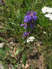 Penstemon rydbergii