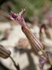 Silene bernardina