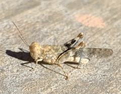Trimerotropis pseudofasciata