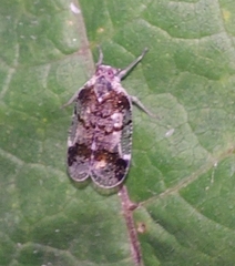 Cixius cunicularius