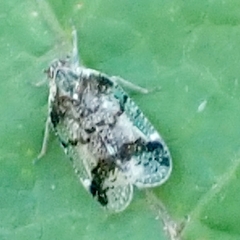 Cixius cunicularius