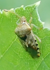Elasmucha ferrugata