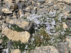 Phlox condensata