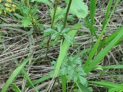 Thalictrum simplex simplex